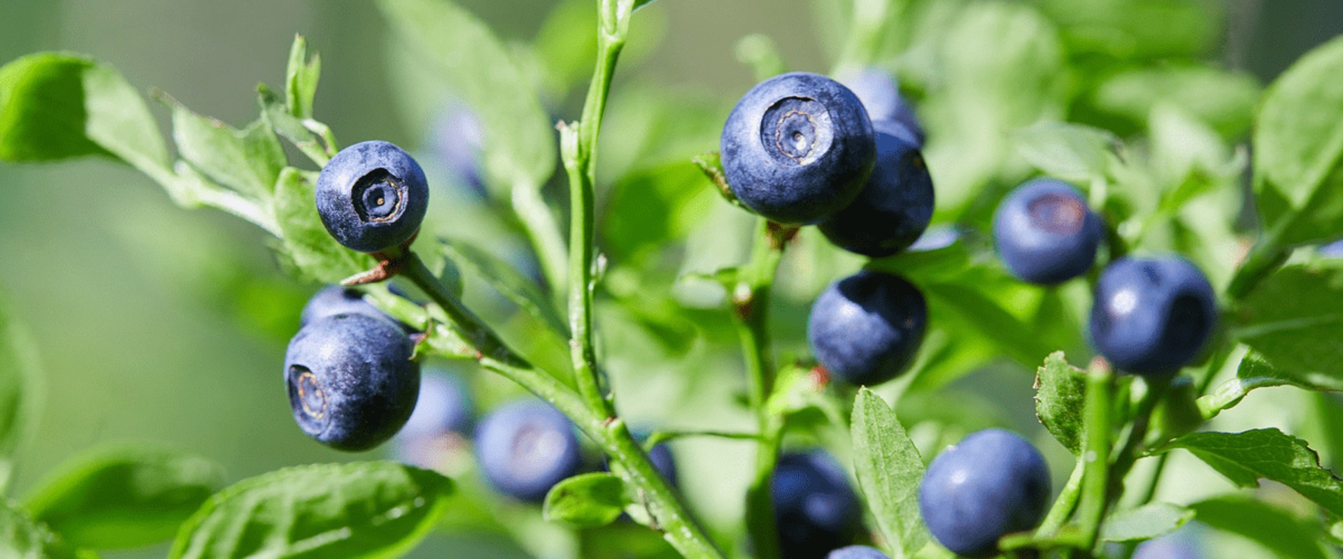 The Power of Bilberry: Unlocking Its Health Benefits and Optimal Usage Duration