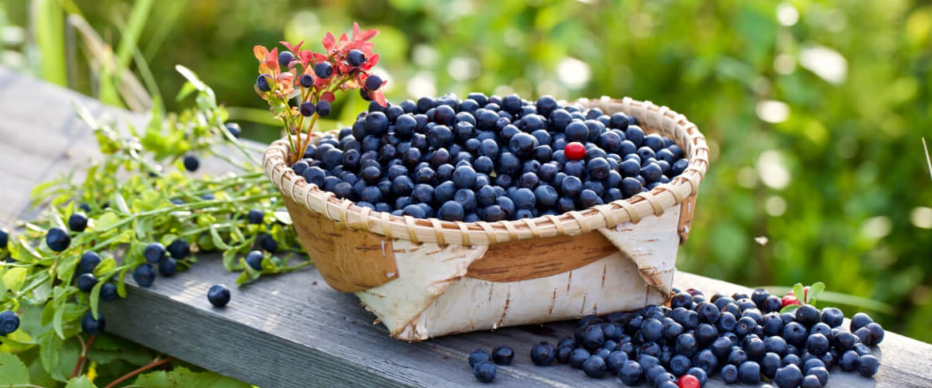 Exploring the Pros and Cons of Bilberry for Liver Health: A Comprehensive Guide