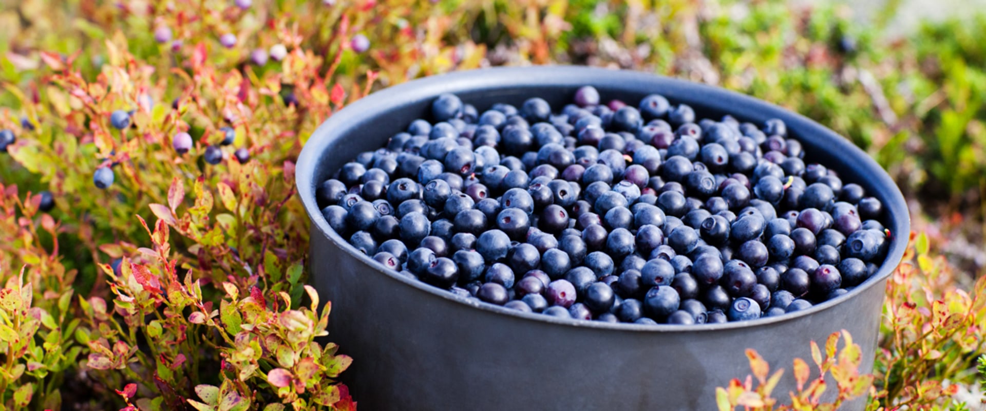Unlocking the Benefits of Bilberry for Enhanced Brain Health