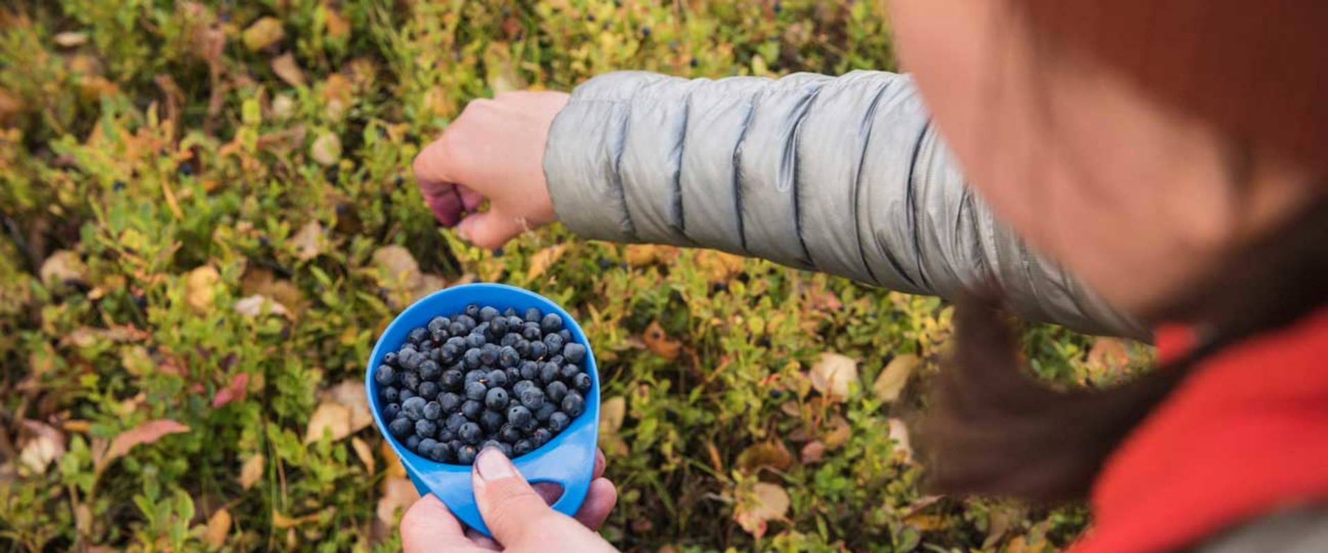 The Power of Blueberries: Unlocking Their Benefits for Eye Health